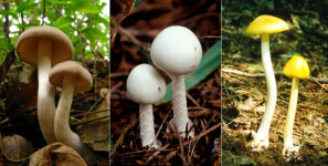 독버섯으로 만드는 건강한 요리 레시피?…무작정 블로그 믿었다간 진짜 큰일, 왜?