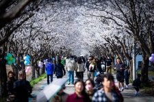 적벽과 벚꽃, 30만년 역사 품은 ‘임진적벽길’…봄 걷기 여행 명소로 주목[경기톡톡]