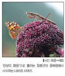 ‘천상의 화원’ 점봉산 엿보기