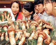 “자연산 햇송이 맛보세요”