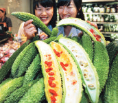 이색야채 ‘고야’ 열대야에 최고