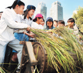 양재천 가을걷이 ＂농사 체험 즐거워요”