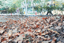 단풍 들기도 전에 낙엽으로..