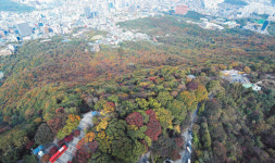 남산으로 단풍구경 가볼까