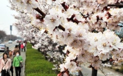 살구꽃 만개한 여의도