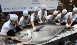 참다랑어 해체작업 공개
