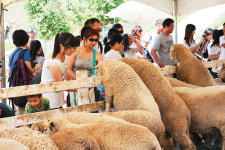 와인 만들고 양떼 보고.. 청정마을로 휴가갈까