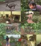 동물농장 난봉견 춘봉이 등장 세상에 이런 견이