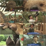 동물농장 나무늘보 만보 움직이는 건 너무 귀찮아