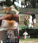 ‘동물농장’ 한치의 양보 없는 진돗개 부자 살벌하네