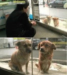 편의점 지키는 강아지 누렁이-못난이, 매일 방문에 출산까지?