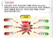 인삼 다당체 ‘진산’, 항암효과 탁월