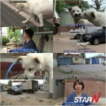 동물농장 초롱이, 새끼에게 음식 나르며 금식