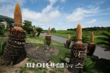 롯데스카이힐CC 제주, 행운의 상징 소철꽃 만개