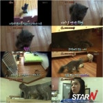 ‘동물농장’ 박수치는 고양이 베베토, 애교+내숭9단 ‘인기’