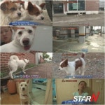 ‘동물농장’ 절세미견 이브, 남녀노소 수캐들 때문에 ‘중성화’