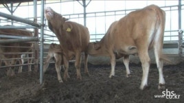 ‘동물농장’ 어미소 젖 먹는 어미소 공개, ‘황당 시추에이션’