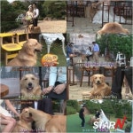 ‘동물농장’ 모델견 샤샤의 1인자 사수 대작전, “주디 넌 안돼”