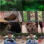 ‘동물농장’ 복실이, 빈 집에서 죽은 주인 기다려 ‘안쓰러워’