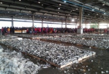 [현장르포] 부산 남항 부산공동어시장 경매 현장