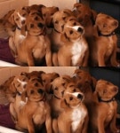 단체물음표사진, 강아지들 단체로 카메라 향해 ‘갸우뚱’