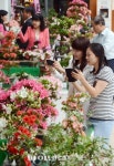 서초구 철쭉분재 전시회