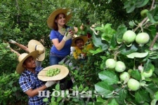 서울숲 영주사과 열매 솎아내기