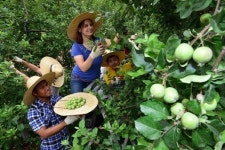 사과 솎기 체험 행사 참가한 외국인들