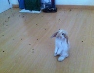 토끼 반성중, 가지런히 손 모으고 “어지럽혀서 죄송합니다”