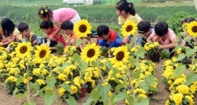 국화 가꾸는 어린이들