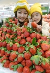 롯데마트 진주·산청산 햇딸기 판매
