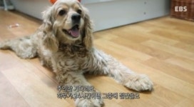 당신은 개를 키우면 안된다, 주인 부재시 스트레스 상상초월