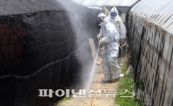 순천 오리농장, AI 양성 통보에 긴급 살처분 실시