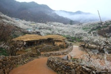 [한국관광 100선] (18) 전남 광양 섬진강 매화마을