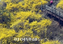 개나리 꽃말, 봄 기운 완연해져 관심 ↑