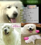 상근이 사망, 주인 이웅종 소장 깊은 비탄.. 상근이 나이는?