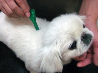 덥고 축축한 여름철 ‘윙~윙~’ 모기떼 공격에 반려 동물은 “괴로워”