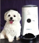 무더위·장마에 지친 견공들.. 주인님, 피서 떠나요~