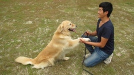 “반려견 문제 99%는 사람 탓.. 사회성 길러야”