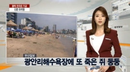 광안리 쥐떼 둥둥.. 구청·해경, 수거 작업 나서