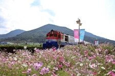 코레일 부산경남본부, 하동 북천코스모스·진주 유등축제 연계상품 출시