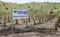떠오르는 투자제안, 제주도 ‘야자수농장분양’