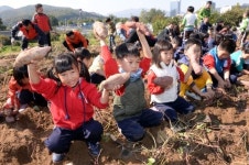서초구 사랑의 고구마 캐기 체험