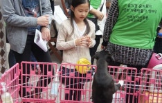 제2회 롯데 펫패션 박람회, 수제간식서 행동상담소까지 多있네