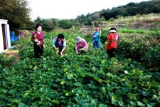 [우수 마을기업 탐방] (3) 부산광역시 영도구 조내기 고구마