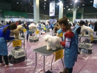 애견미용·장례사 등 반려 관련 전문직 뜬다