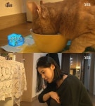 동물농장 배다해, 거식증고양이 근황 공개 ‘안타까운 준팔이 사연’