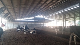 국내 젖소 개량 선구자 대원목장 박흥섭 대표 젖소 개량은 투자 개념