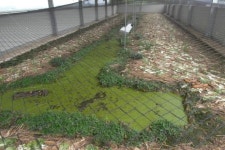 엔일렉트릭 태양광발전소에 양식장 조성한다