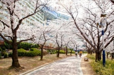 대명리조트,  28일부터 4월 17일까지 플랜 유어 봄Ⅱ이벤트